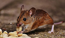 24 Hour & Emergency Exterminators in Franchise Tax Board, CA